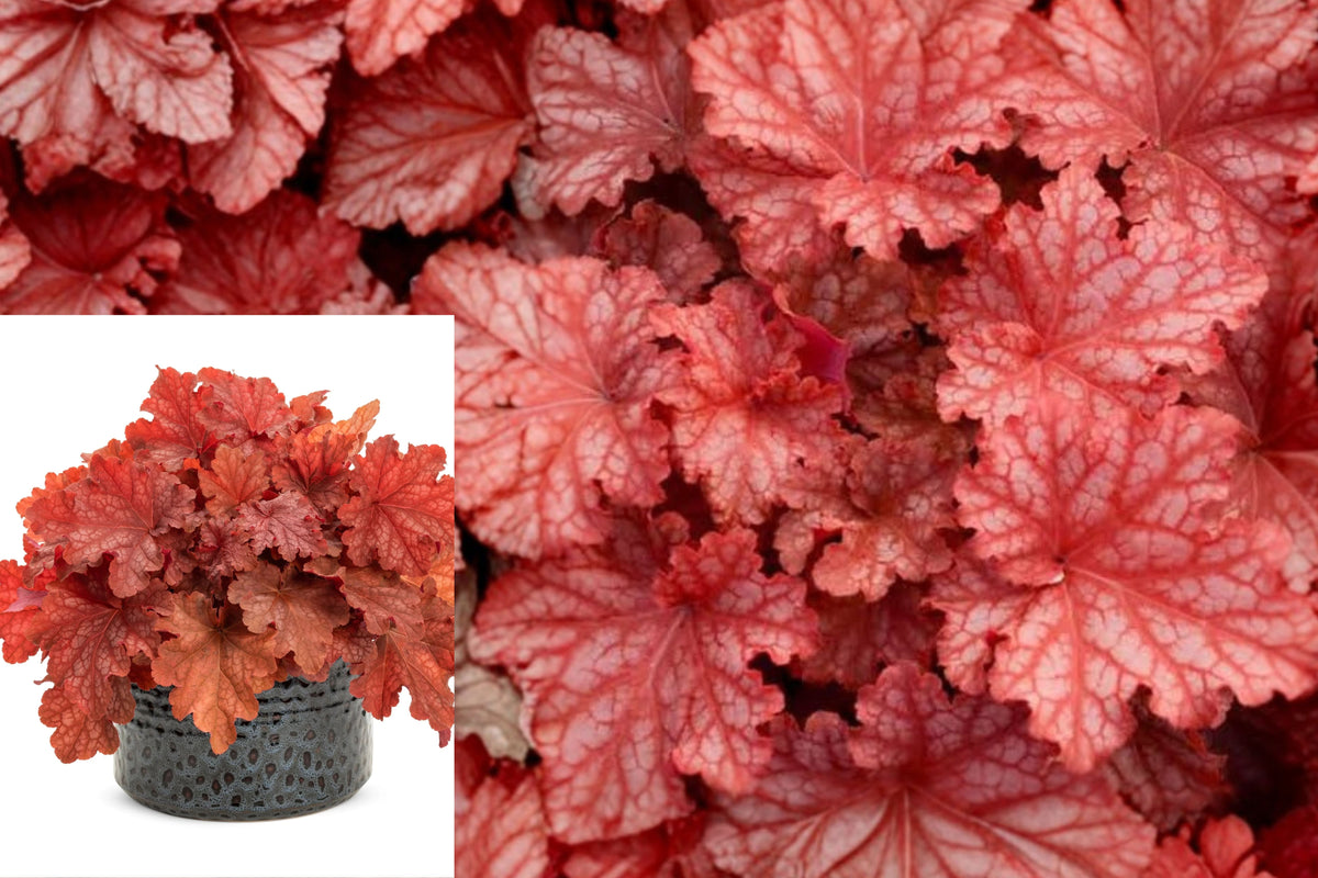 Primo Peachberry Ice Coral Bells Live Bare-Root Plant – Heuchera
