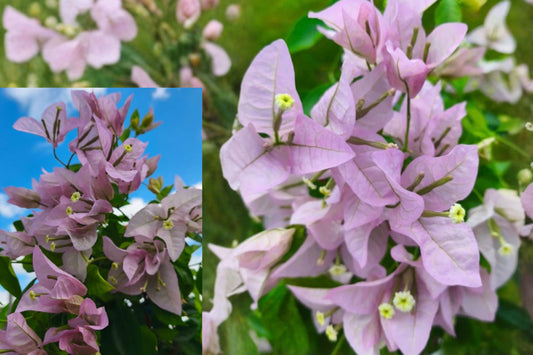 Singapore Pink Bougainvillea – 3 Live Plants – 4–6" Tall – No Pot