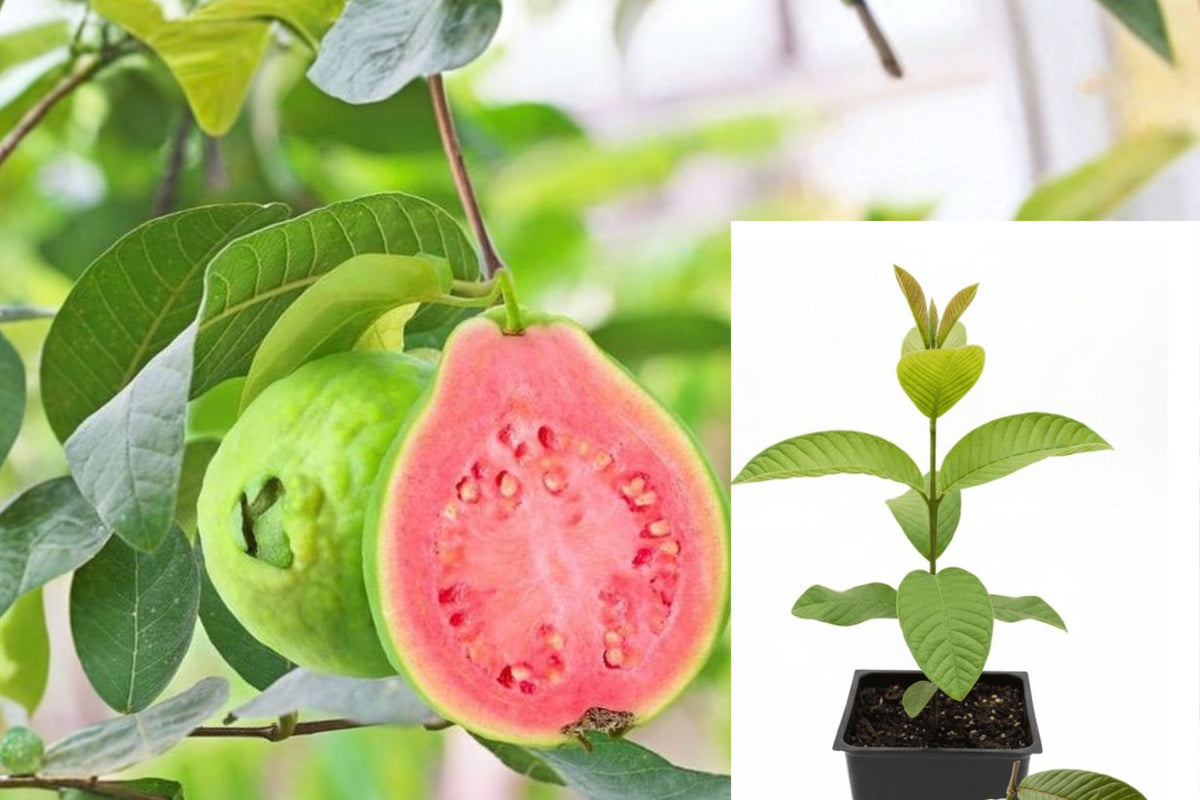Pink Guava Live Plant, 10 Inch Tropical Fruit Tree Seedling, Psidium guajava Starter for Home Orchard and Garden