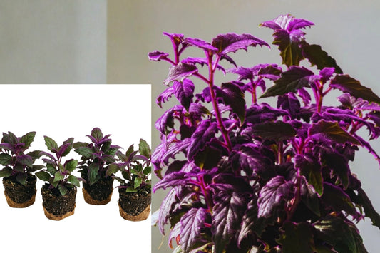 4 Purple Passion Plants Live, Gynura aurantiaca Starters, Purple Velvet Foliage Houseplants, Rooted Plants No Pot