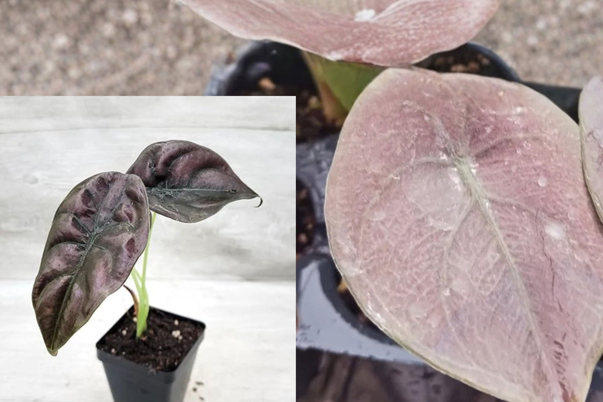 2 Alocasia Cuprea Live Plants – 4–6 Inch Starter Plants – Alocasia cuprea