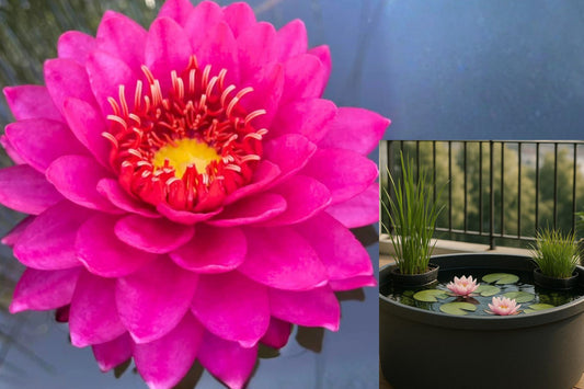 Perry's Fire Opal Hardy Water Lily Tuber, Red Nymphaea Live Pond Plant, Colorful Water Lily for Ponds and Water Gardens