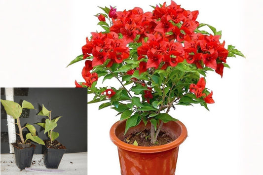 Jamaican Red Bougainvillea Live Plant – 1 Well-Rooted Starter in 3" Pot – Bougainvillea spp.