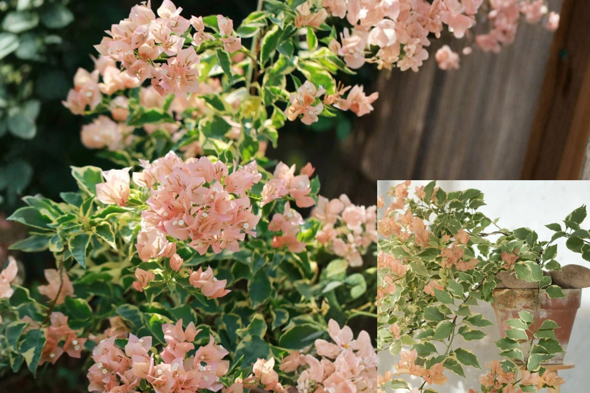 Variegated Mas Perak Bougainvillea 1 Live 2-Gallon Pre-Bonsai – Bougainvillea