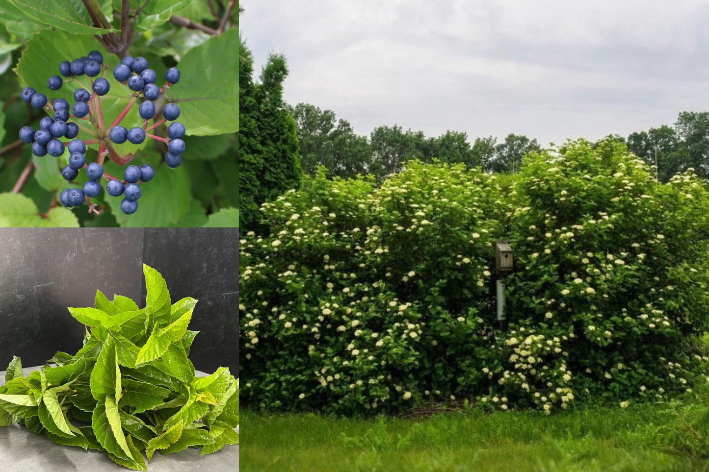 Chicago Lustre Viburnum 5 Live Plants – 4–6 Inch – Viburnum dentatum