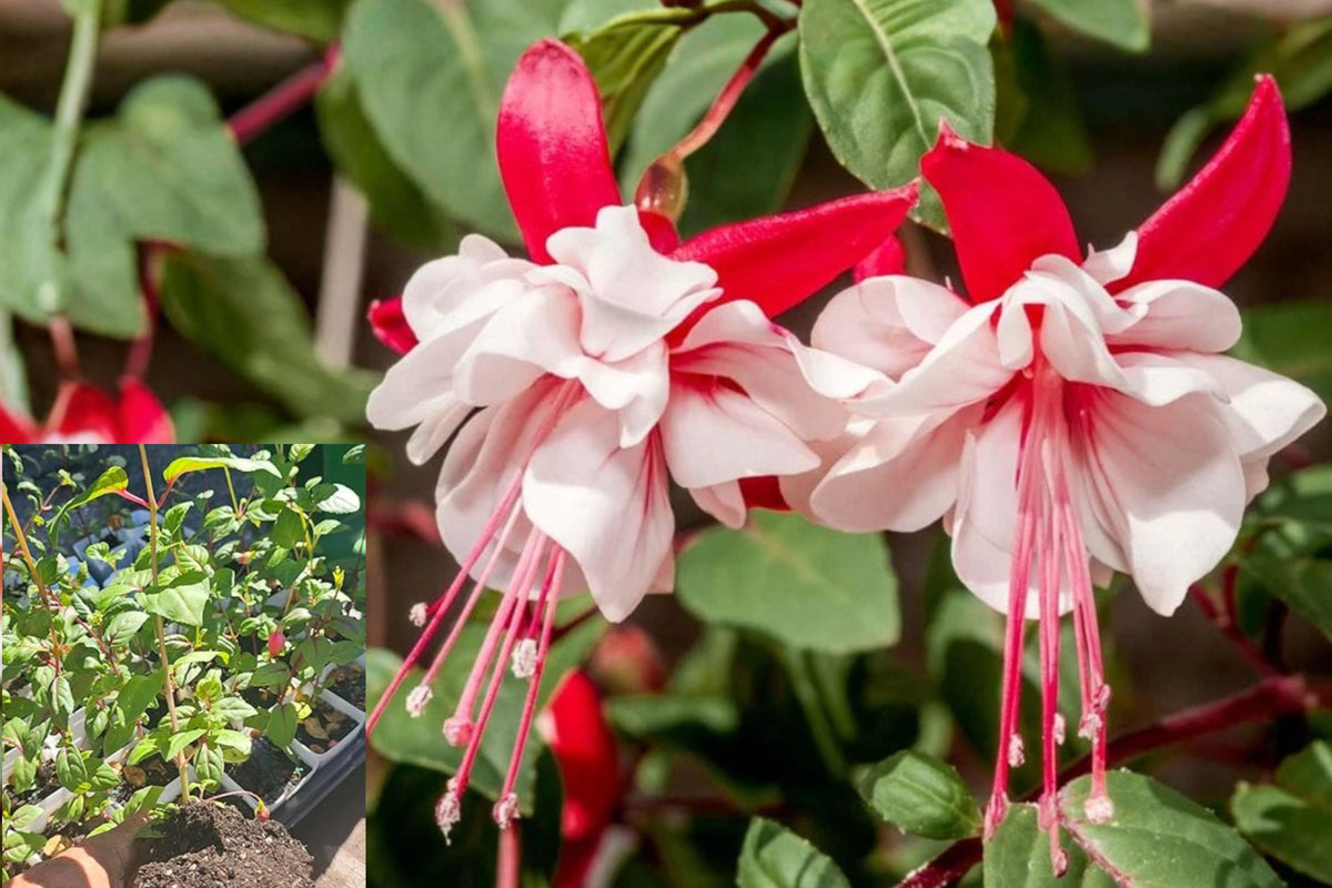 Swingtime Fuchsia Live Plant – 1 Plant in 5-Inch Pot – Fuchsia