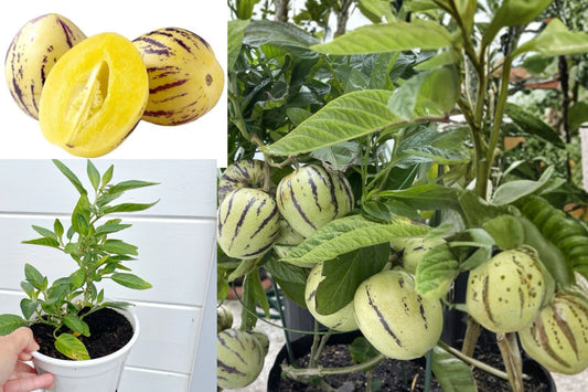 Pepino Melon 2 Live Rooted Plants – 10" Tall – Solanum muricatum