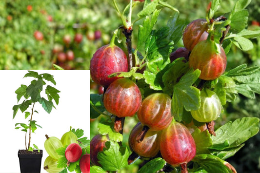 Gooseberry Live Plant – 1 Seedling – 5–9 Inches Tall – Gooseberry