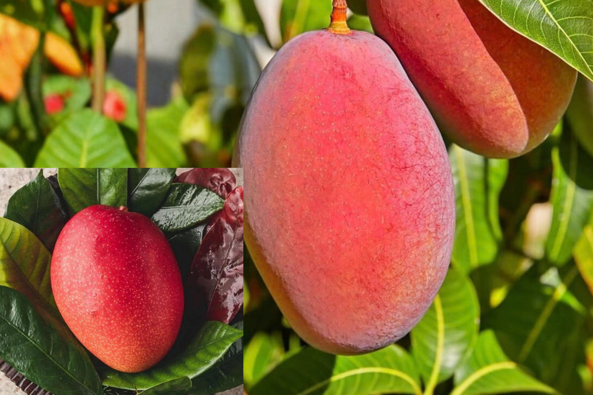 Irwin Mango Grafted Live Tree – 2–3 Ft – Mangifera sp.