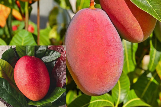 Irwin Mango Grafted Live Tree – 2–3 Ft – Mangifera sp.
