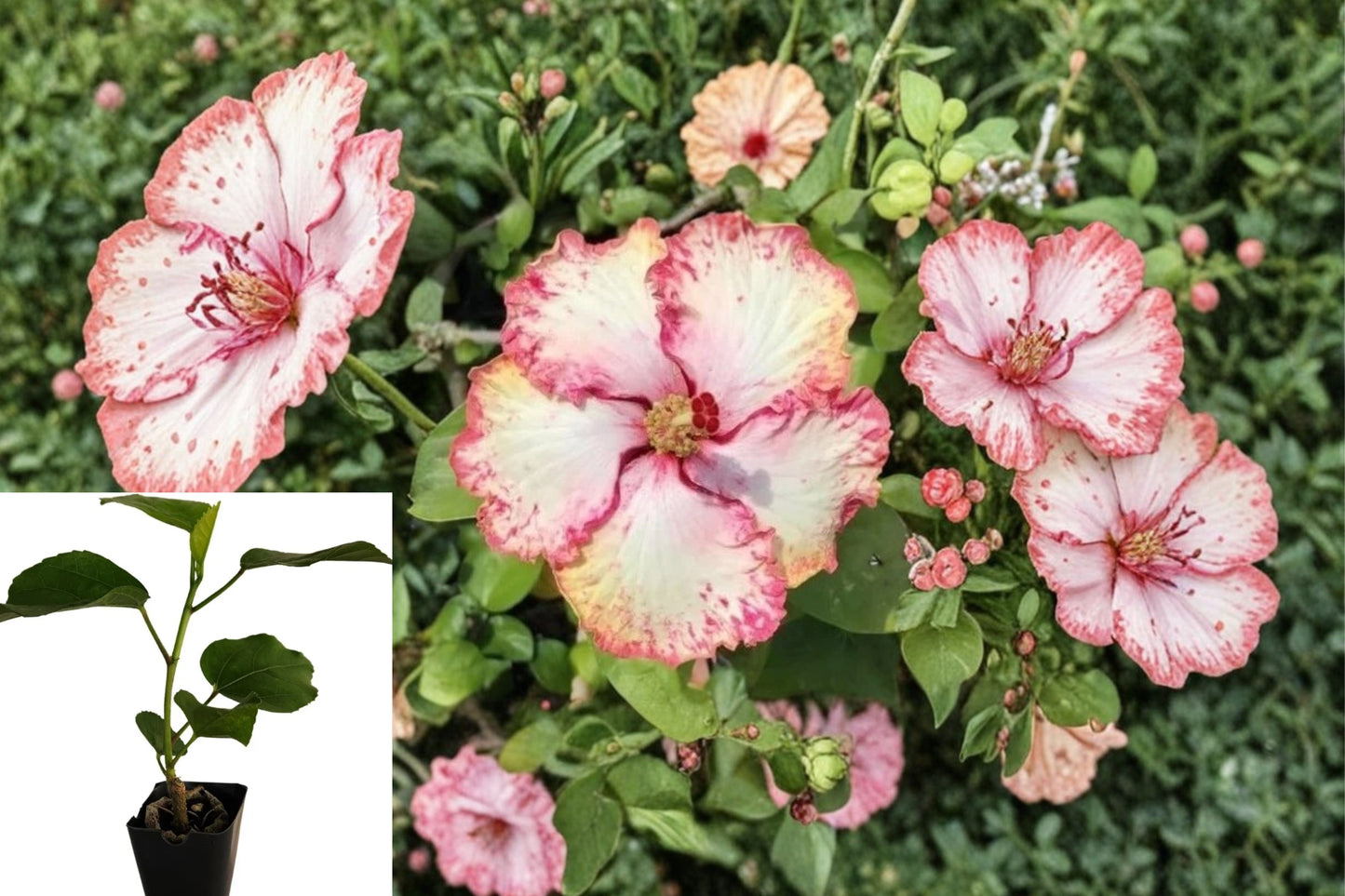 Hibiscus Cajun Color Strawberry Live Starter Plant – Tropical Hibiscus