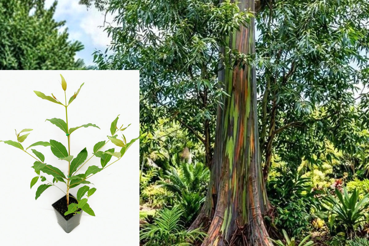 Rainbow Eucalyptus Live Seedling, Eucalyptus deglupta Tree, 15–20 Inch Plant in 4 Inch Pot, Tropical Ornamental Tree