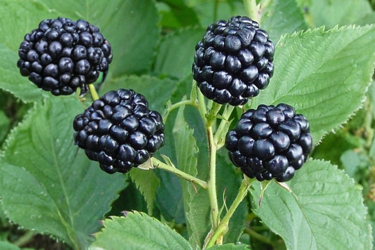 Blackberry 1 Live Bare Root Plant – 6–12 Inch Bush – Outdoor Fruit Plant
