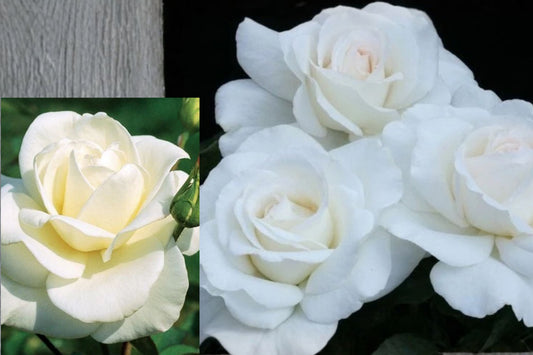 John F. Kennedy Rose 3 Unrooted 6-Inch Cuttings – Rosa 'BOEgif'
