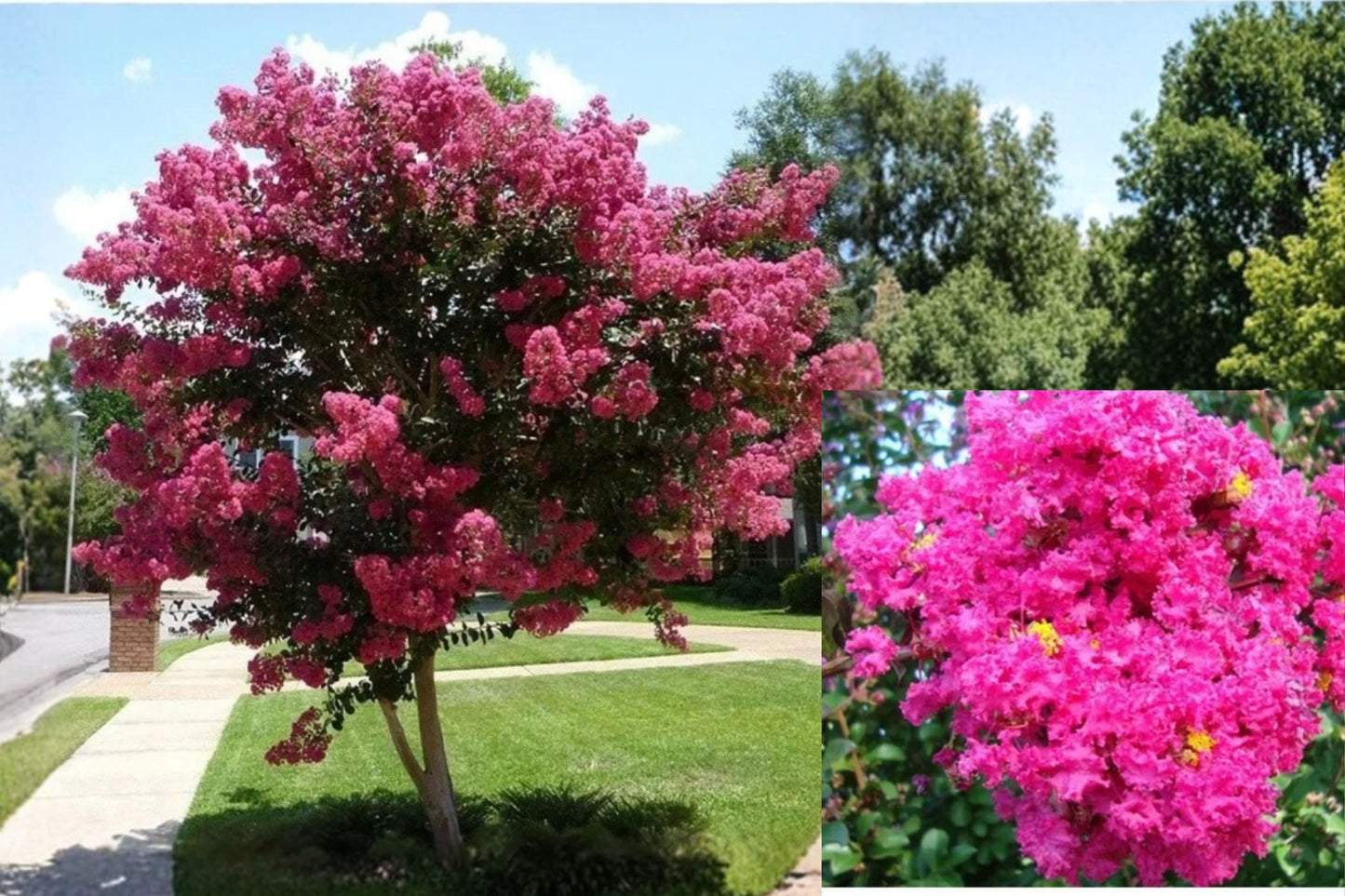 7 Pink Crape Myrtle Cuttings – 6 Inch Unrooted Cuttings – Lagerstroemia indica