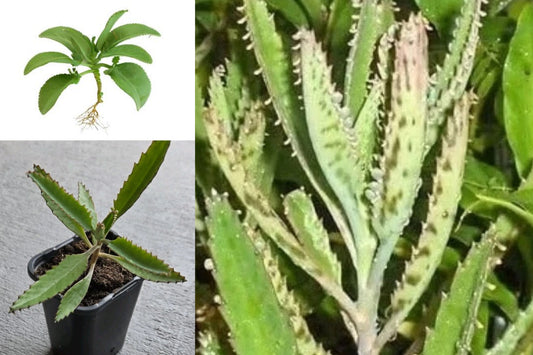 Mother of Thousands Live Succulent, Kalanchoe daigremontiana Plant, 3–5 Inch Bare Root Starter