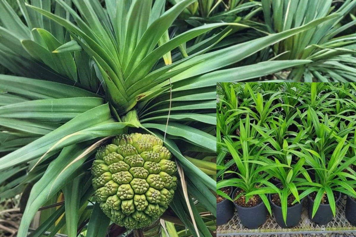 Screwpine Palm Live Plant – 1 Gallon Pot – Pandanus utilis