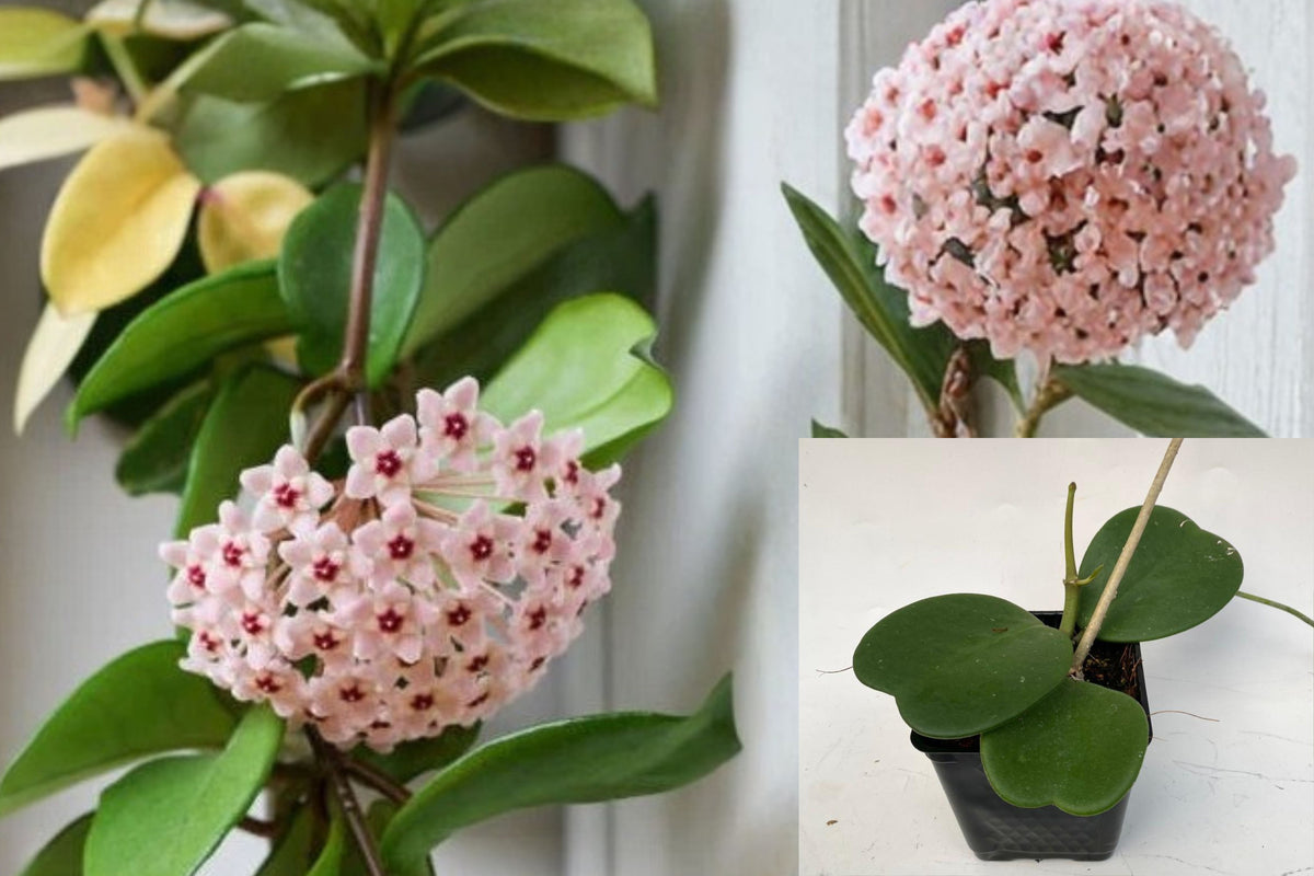 Hoya Kerrii Live Plant, Sweetheart Heart-Shaped Houseplant, 4 Inch Rooted Starter for Indoor Plant Lovers