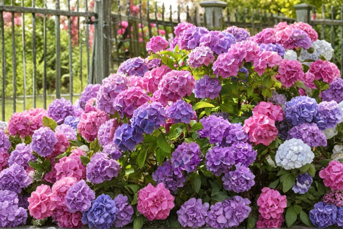 Hydrangea Penny Mac 1 Live Starter Plant – Bigleaf Hydrangea