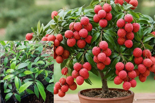 Live Lychee Tree 1 Plant – 5+ Inch Bare Root Seedling – Litchi chinensis