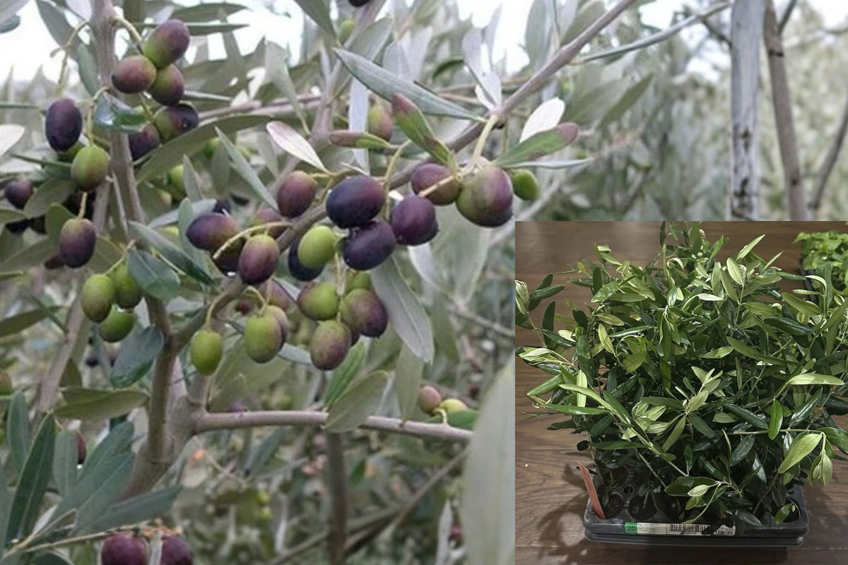 Leccino Olive Tree Live Plant – Olea europaea – 4–8" Plug