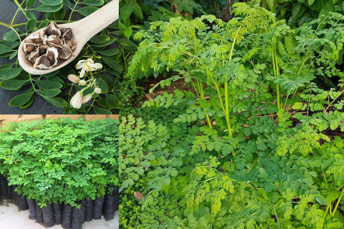 Dwarf Moringa Live Plant – 1 Plant – 4 Inch Pot – Moringa oleifera