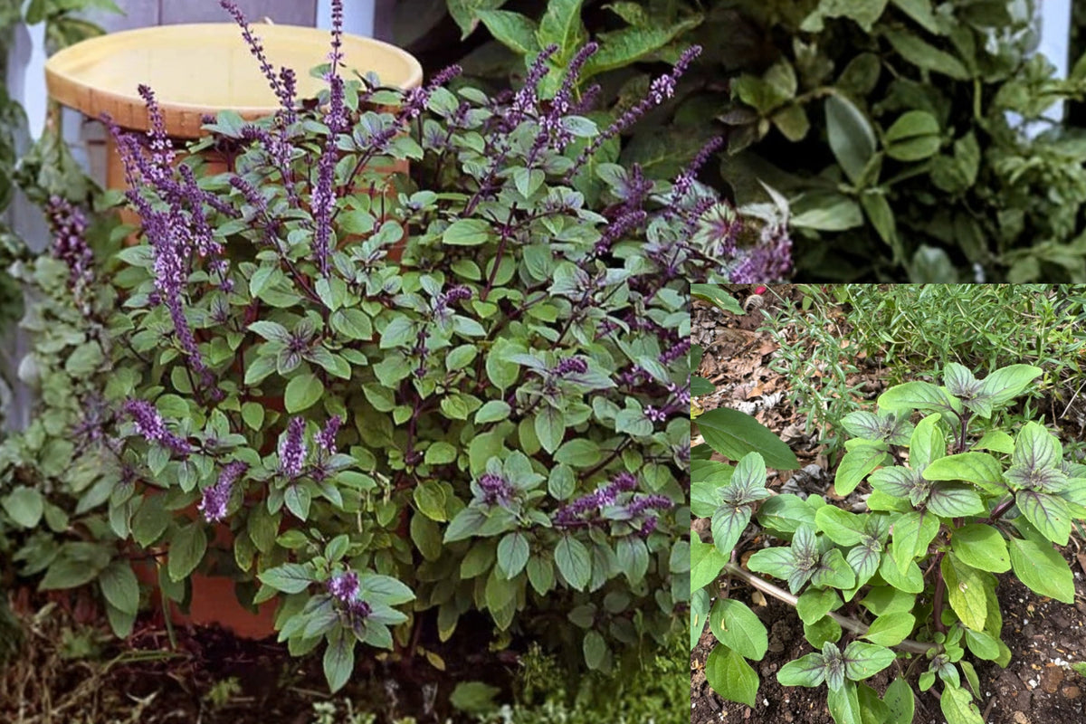 African Blue Basil Live Plant – 3" Pot – Ocimum Hybrid