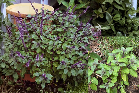 African Blue Basil Live Plant – 3" Pot – Ocimum Hybrid
