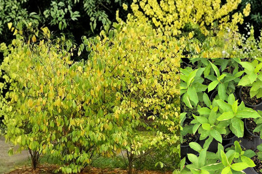 2 Live Spicebush Plants, Lindera Benzoin Native Shrub, 6 Inch Tall Seedlings in 4 Inch Pots, Woodland Garden