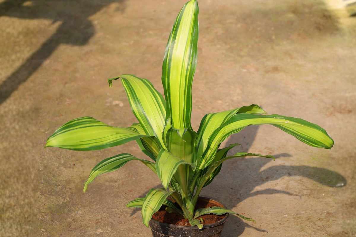 Live Corn Plant Dracaena Fragrans, Dhara Singh Houseplant, 4 Inch Potted Indoor Plant, Green Foliage