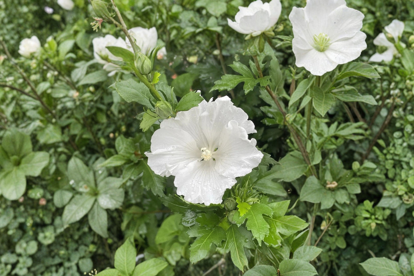 White Rose of Sharon Live Plant – 4–6" Tall – Hibiscus