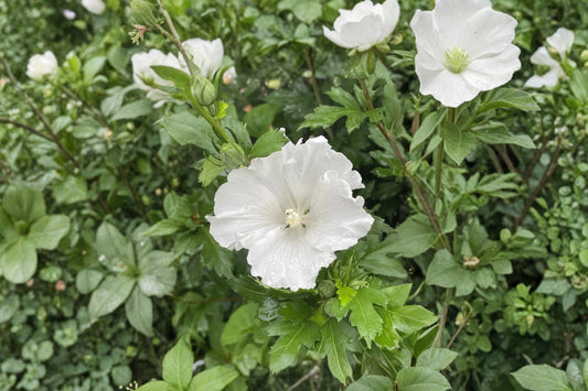 White Rose of Sharon Live Plant – 4–6" Tall – Hibiscus