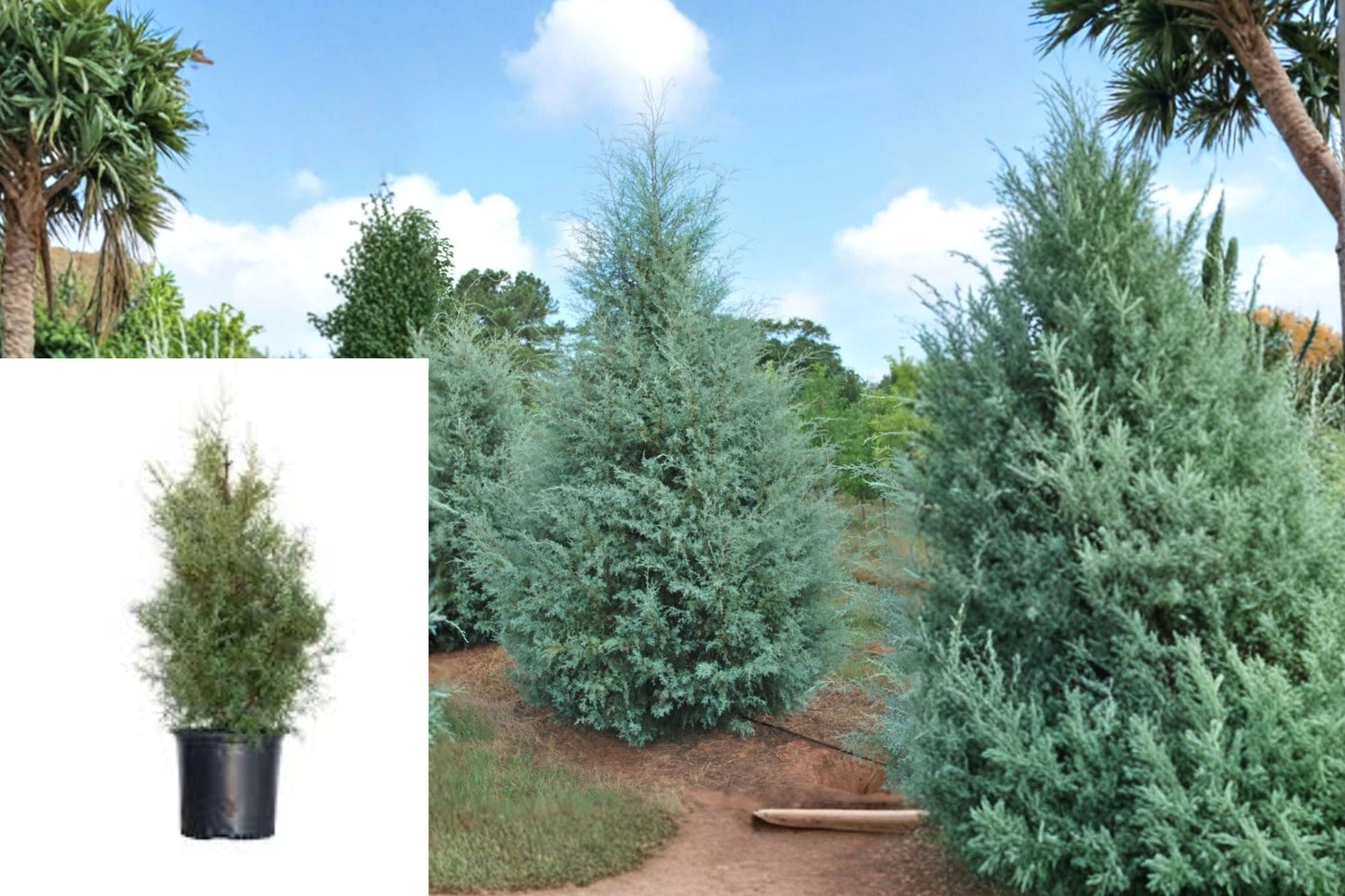 Carolina Sapphire Arizona Cypress Live Plant – Full Gallon – Cupressus arizonica