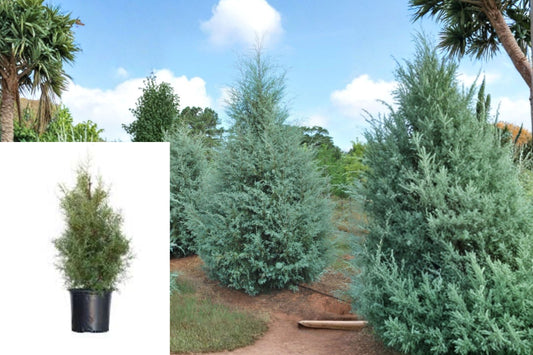Carolina Sapphire Arizona Cypress Live Plant – Full Gallon – Cupressus arizonica