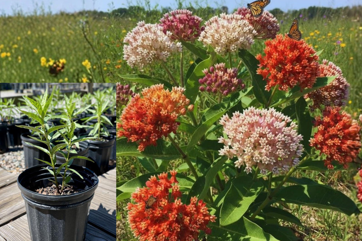 2 Butterfly Milkweed Live Plants, 5–7 Inch Tall Pollinator Garden Flowers, Mixed Milkweed Starter Plants, Outdoor Perennial Flowers