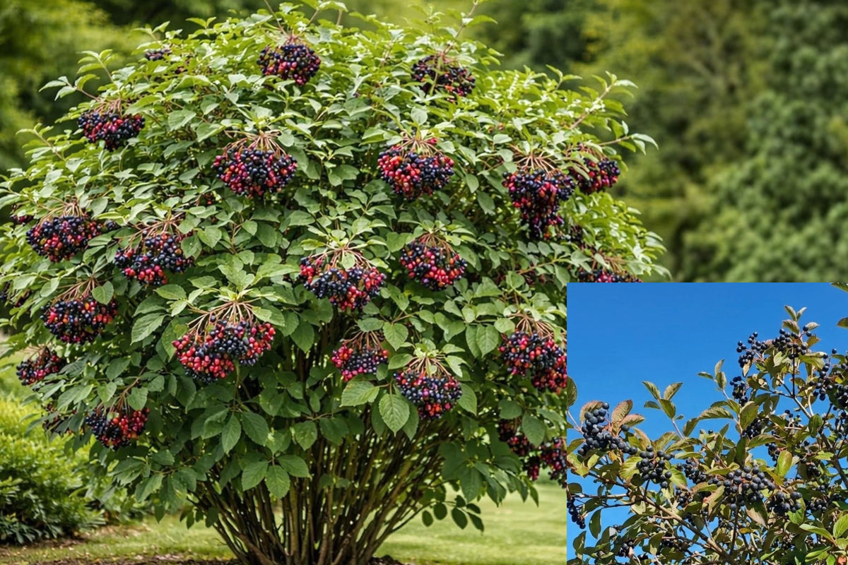 Nannyberry Viburnum Live Plant – 1 Seedling – Viburnum lentago