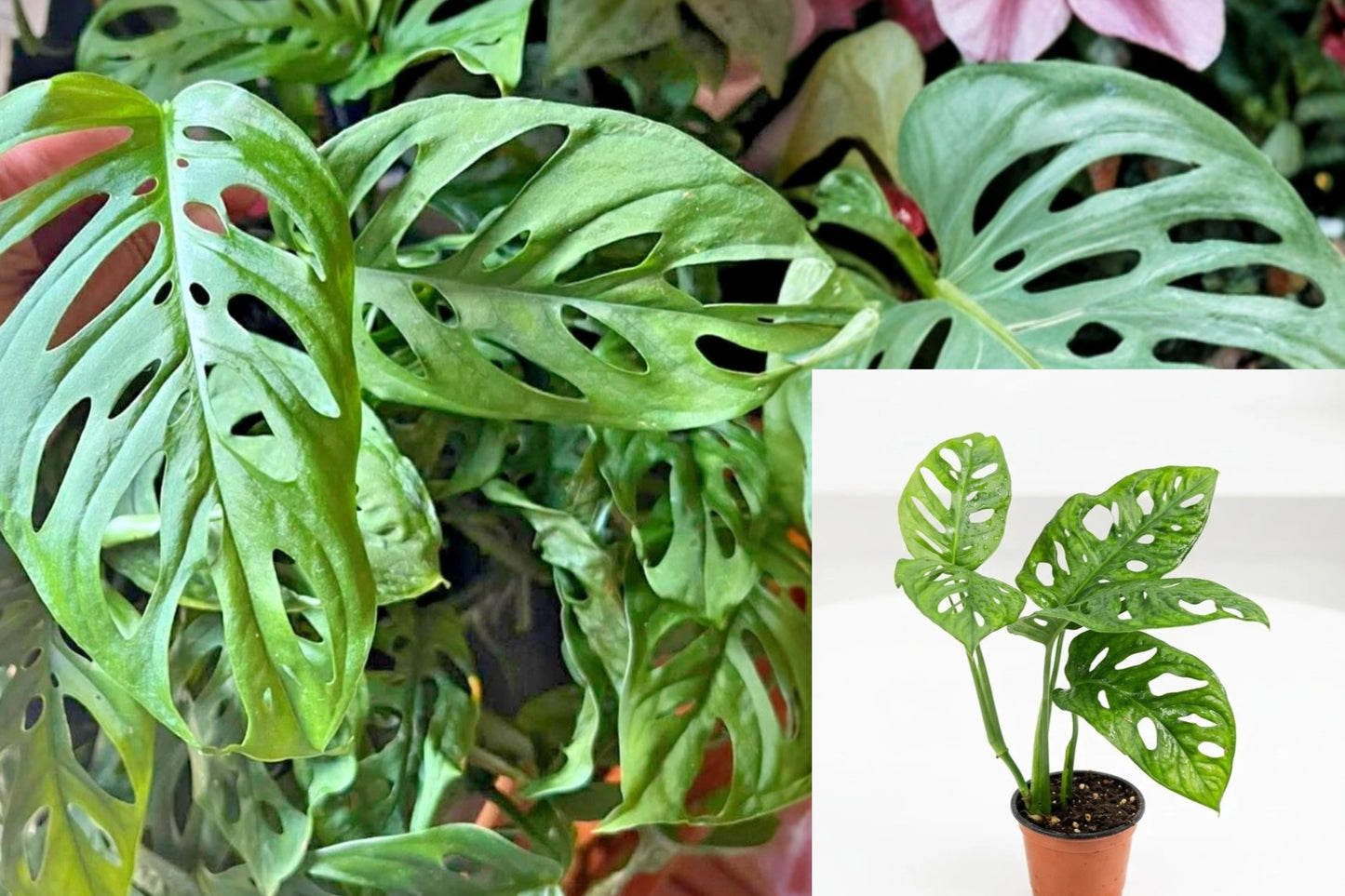 Monstera Adansonii Swiss Cheese Plant – 1 Live Plant in 3-Inch Pot
