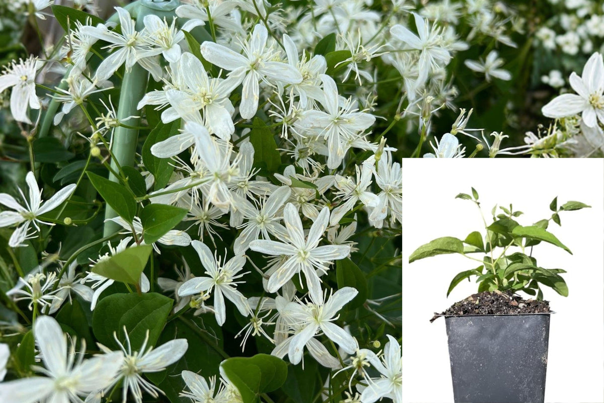 3 Live Sweet Autumn Clematis Plants, 4 Inch Potted Flowering Vine, Fragrant White Blooms, Outdoor Climbing Garden Plant