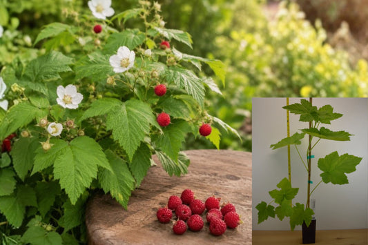 Thimbleberry 2 Live Plants – 5" Pots, 3–4" Tall – Rubus parviflorus
