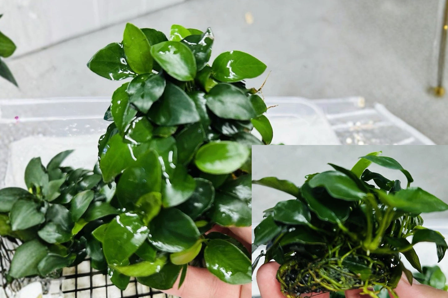 Anubias Live Aquarium Plant – 1 Live Aquatic Plant – Anubias spp.