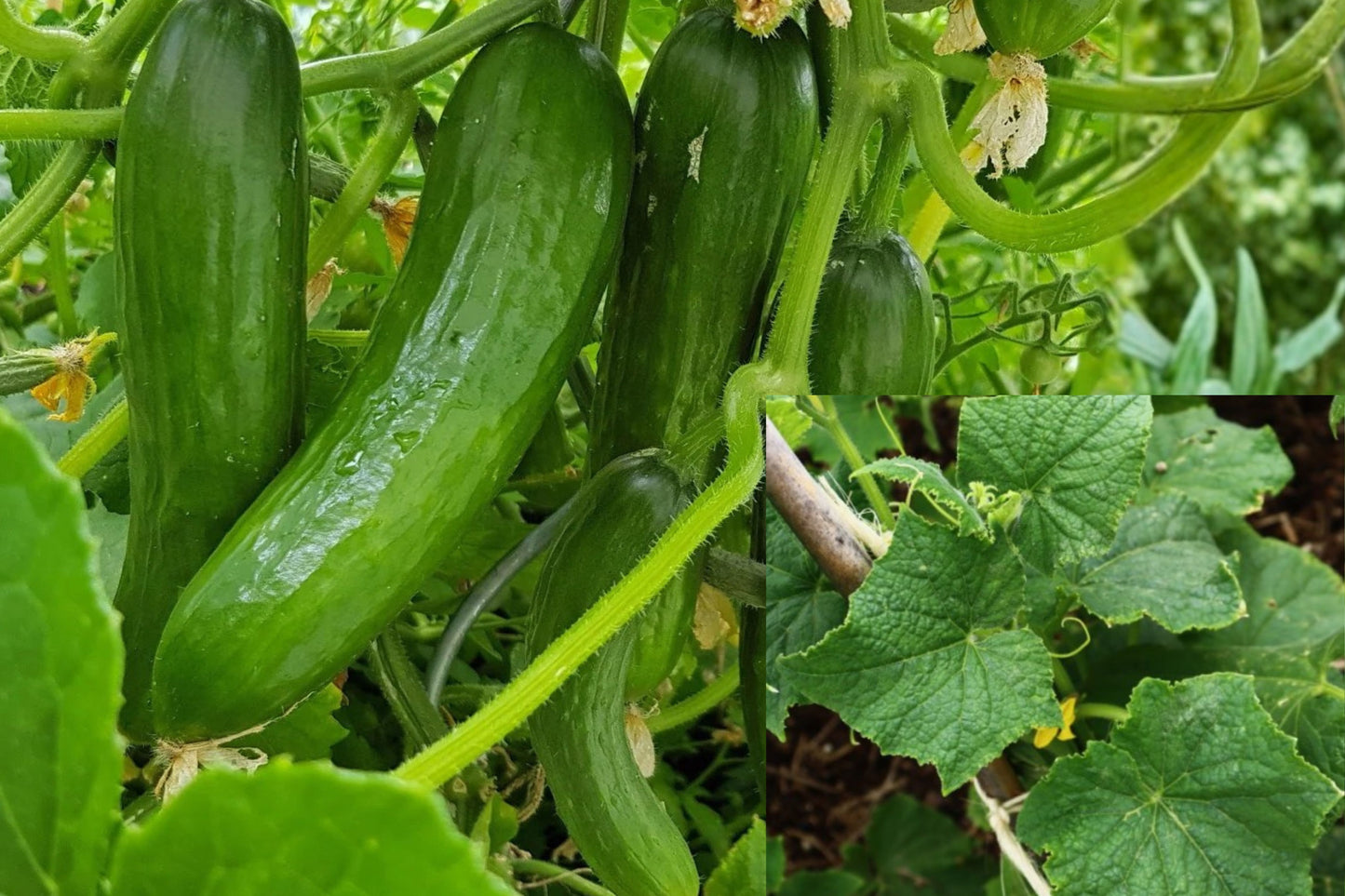 Tendergreen Cucumber 3 Live Organic Plants – Burpee Variety