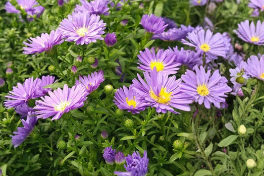 Aster ‘Kickin Lilac Blue’ Live Plant Plug – Symphyotrichum