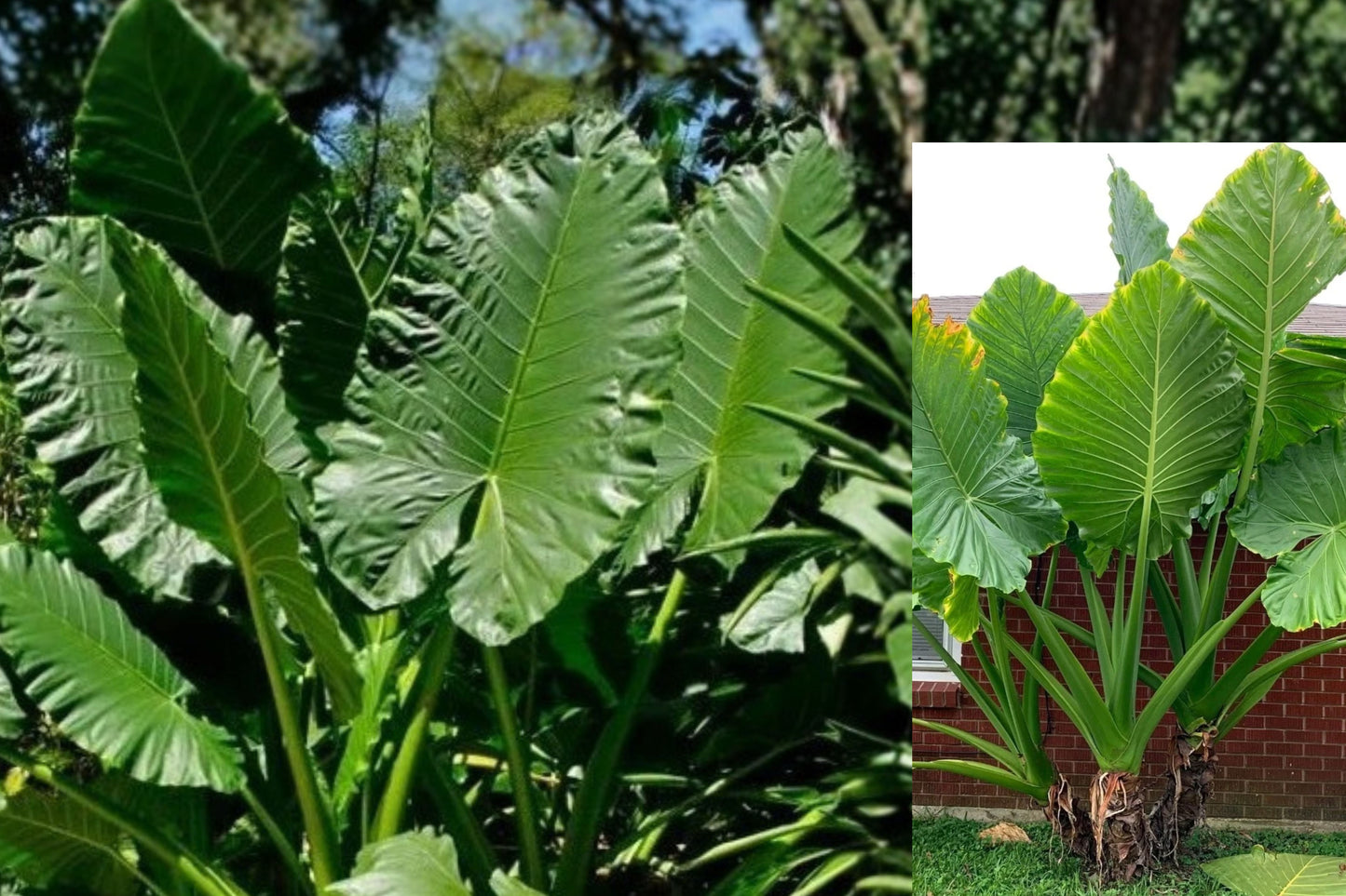 Giant Taro Live Plant 1 Plant in 4" Pot – Alocasia macrorrhiza Elephant Ear