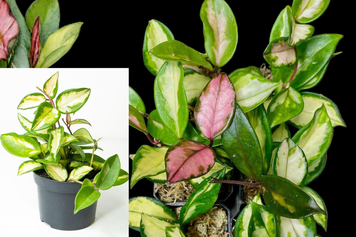 Hoya Krimson Princess Live Plant Set of 2, Variegated Wax Plant, Pink Green Cream Foliage, Tropical Indoor Vining Houseplant