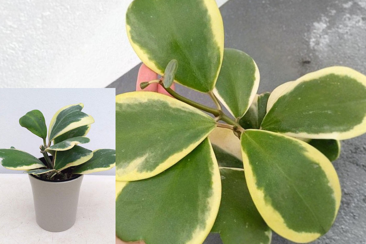 Variegated Hoya Kerrii Live Plant, 4 Inch Potted Sweetheart Hoya, Heart Shaped Leaves, Rare Indoor Tropical Houseplant