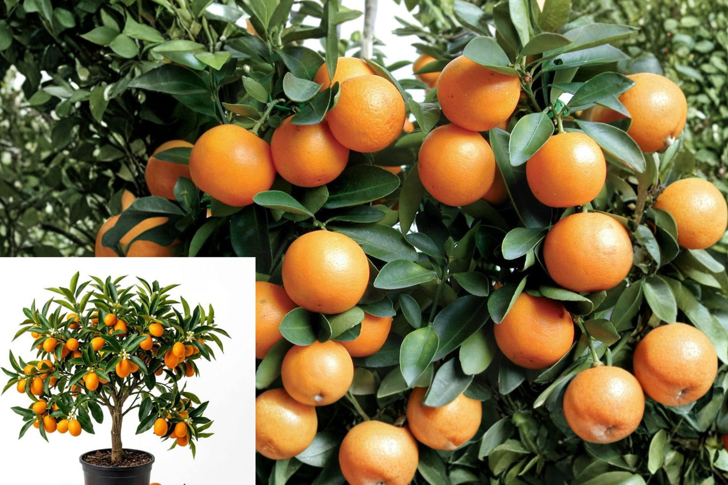 Meiwa Kumquat Live Plant – 3–6" Bare Root Citrus Tree – Citrus japonica