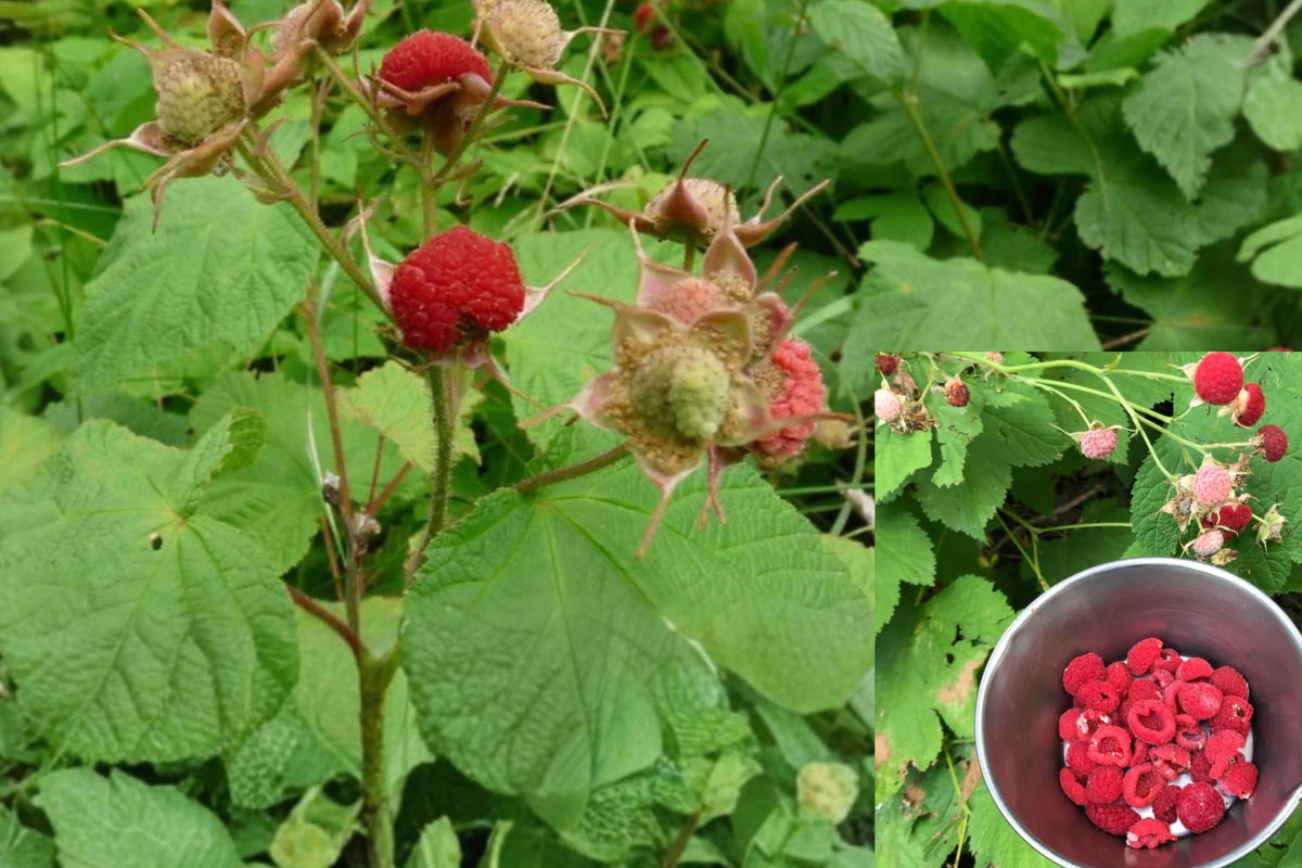 Thimbleberry 2 Live Plants – 3–4 Inches Tall – 4-Inch Pots – Rubus parviflorus