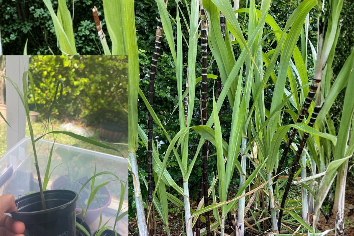 Asian Dark Purple Sugarcane 1 Live Plant 4–6" – Potted