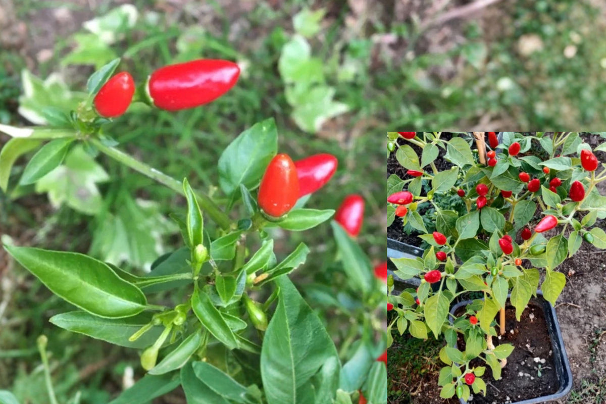 2 Chile Pequin Live Plants – 12–20 Inch Potted Peppers – Capsicum annuum