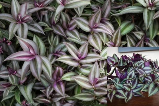 Wandering Jew 9 Unrooted Cuttings – Tradescantia zebrina – Live Houseplant